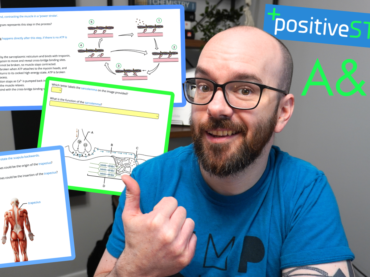 New Anatomy & Physiology Resource: Positive A&P Muscular System Review!